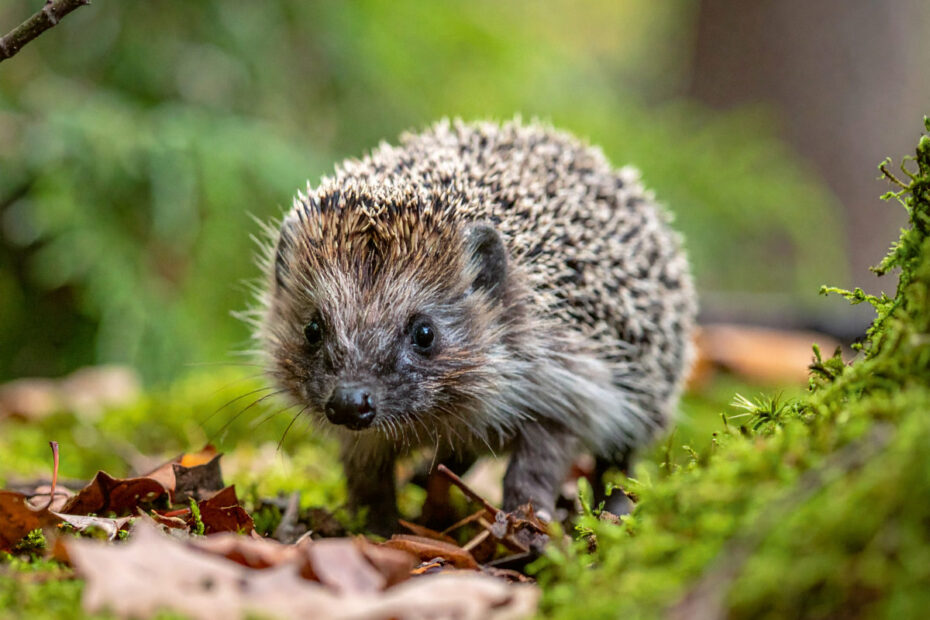 Igel im Wald